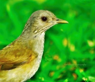Turdus leucomelas