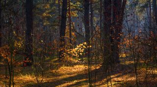 осенний лес
