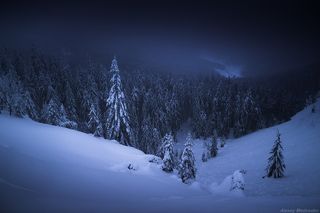 Спящий лес