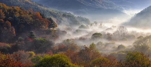 Misty morning in the forest