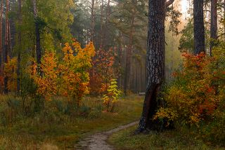 прогулка в осень