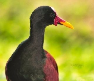 Jacana jacana
