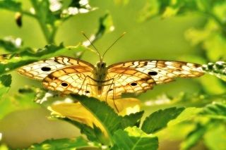 Hiding Butterfly