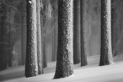 Winter sketch