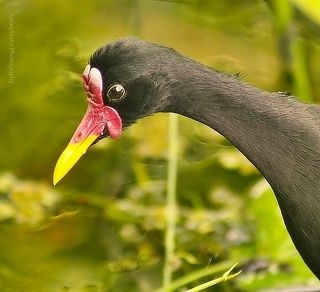 Jacana jacana