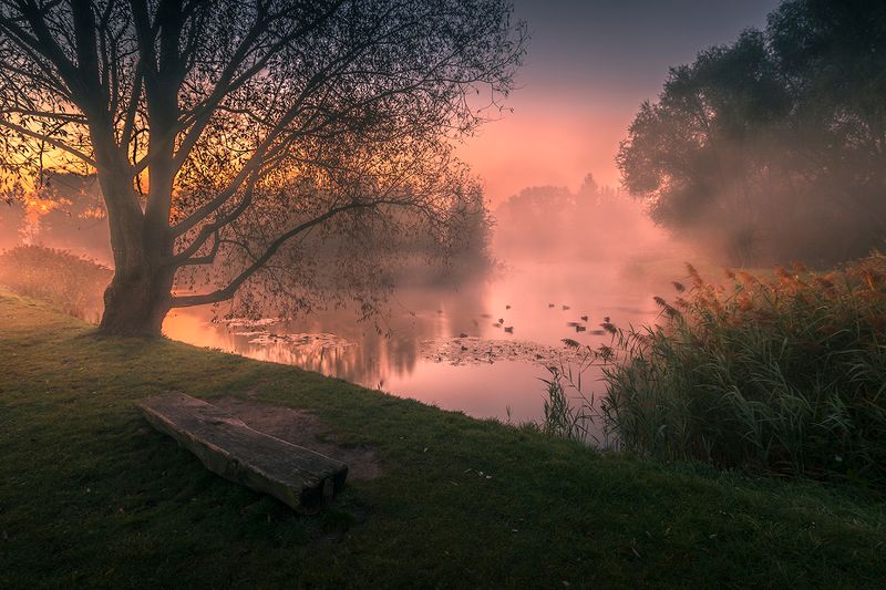 Morning at the Remiza pond, Poland