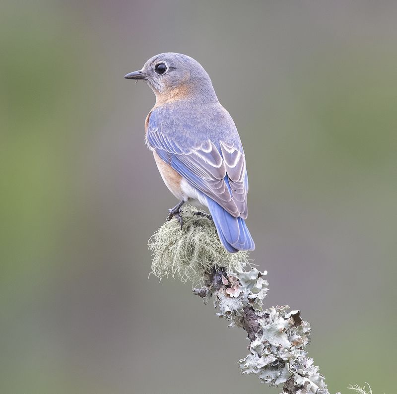Female bluebird picture - 🧡 Pin on Wings.