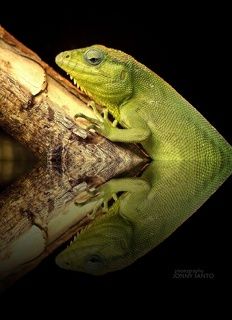 The Lizard Reflections