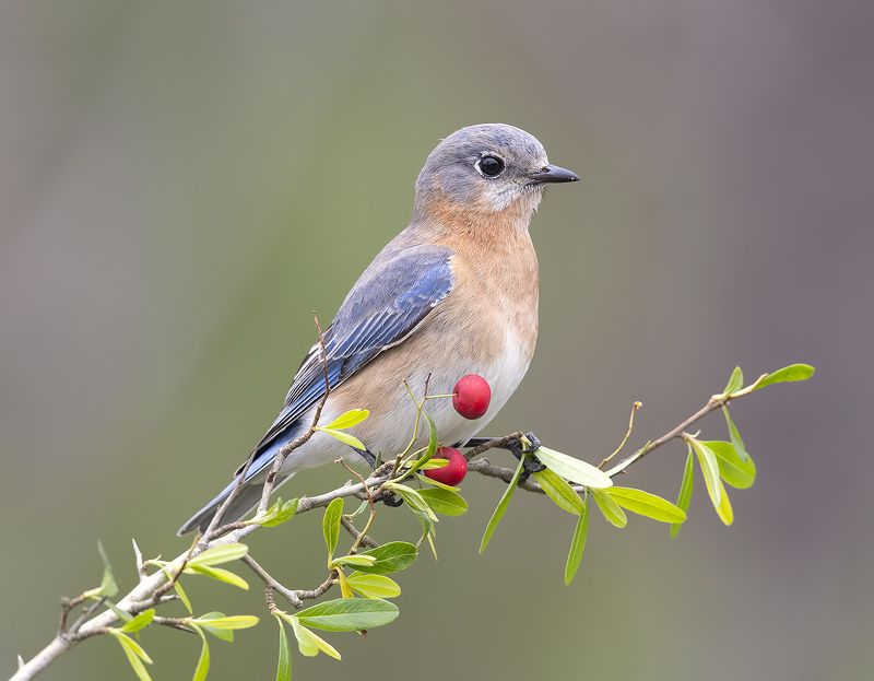 Восточная сиалия (самка) - Eastern Bluebird female. 