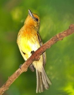 Saffron Finch