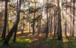в солнечном лесу