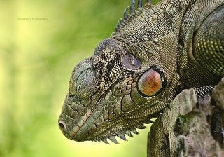 Iguana Sleeping