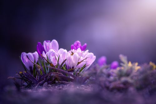 color of spring