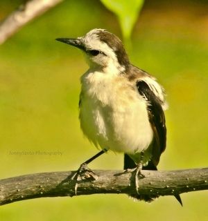 Fluvicola pica