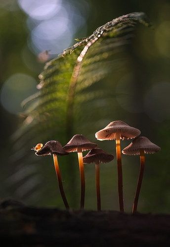 ...и я впереди на гнедом коне