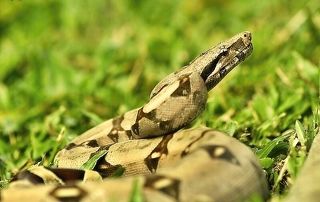 Boa Constrictor