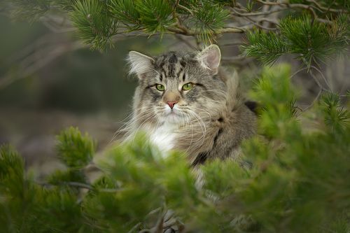 Норвежский лесной кот