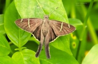 On The Leaf