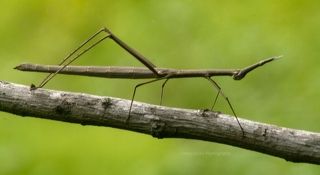 Prooscopidae
