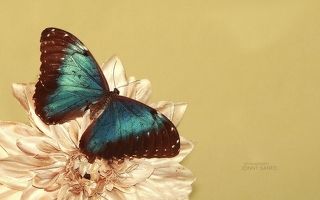 The Butterfly