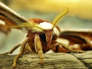 The Moth