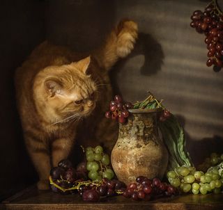 Виноградный кот