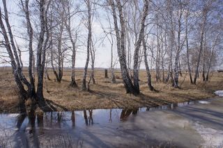 Весна и колок.