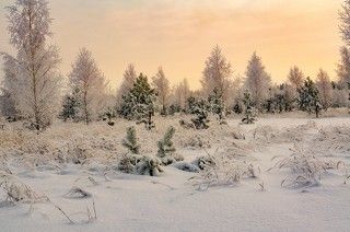 В зимнем лесу