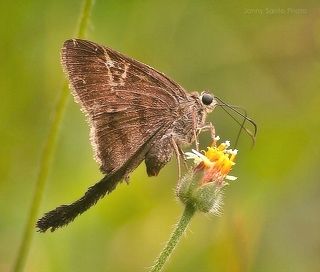 On The Flower