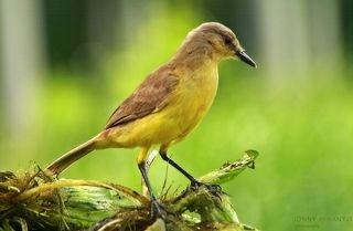 The Bird
