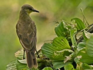 Machetornis rixosa