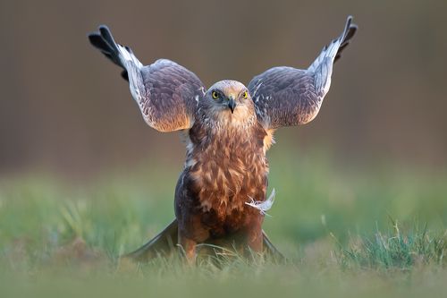 Błotniak stawowy