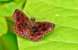 The Butterfly