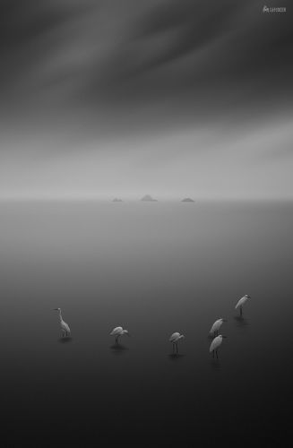 East Sea Heron