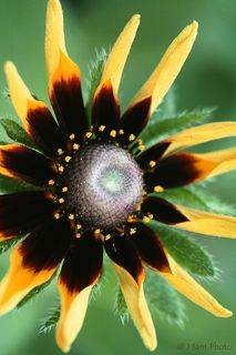 The Sunflower