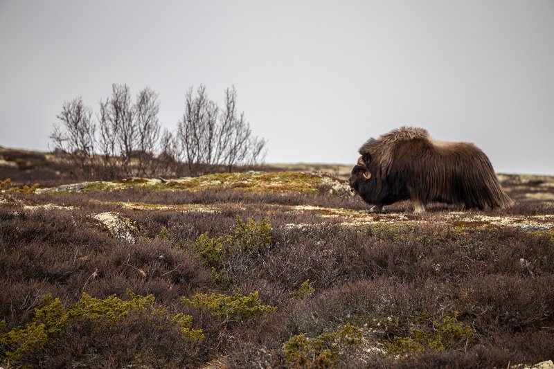 Old Muskox in Dovre mountains, NO