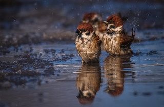 Забияки