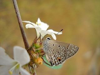 Hemiargus hanno