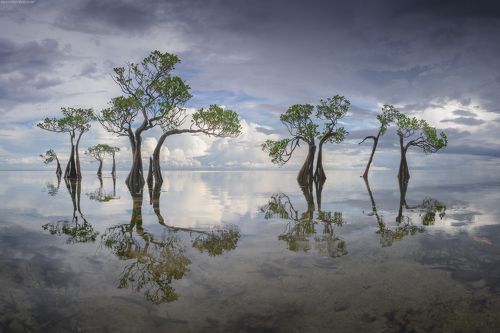 Sumba dancing trees