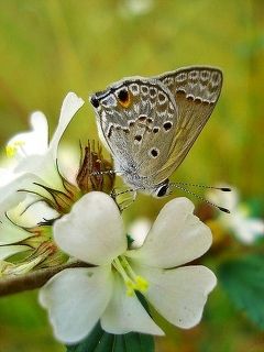 The Small Butterfly