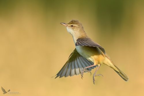 Trzciniak, Great Reed-Warbler (Acrocephalus arundinaceus) ...