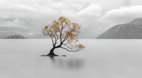 Wanaka Tree