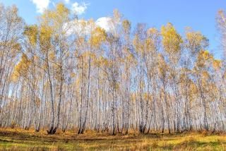 Рощи на просвет.