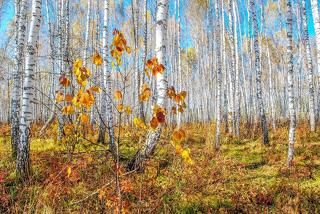 Проходя сквозь березовый лес.