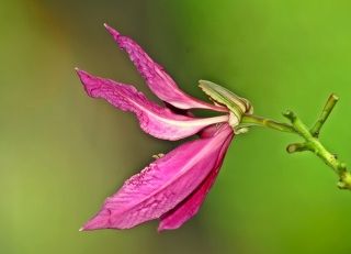 The Flower
