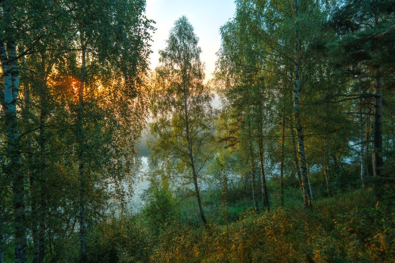 Я пил березовый в весеннем. Рассвет в Березовом лесу. Ранне весенний березовый лес. Рассвет в зеленом лесу. Рассвет в березовый лес.