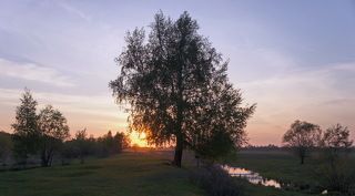 Береза в предзакатном.