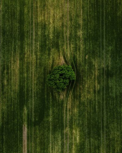 Congratulations, you have a... tree