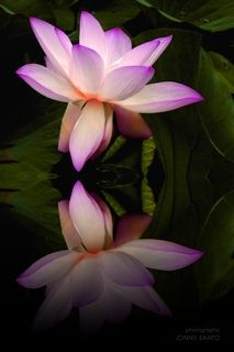 Lotus Reflection