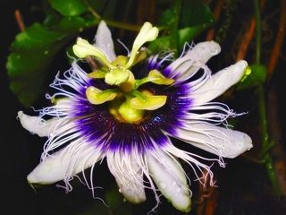 Passion Flower
